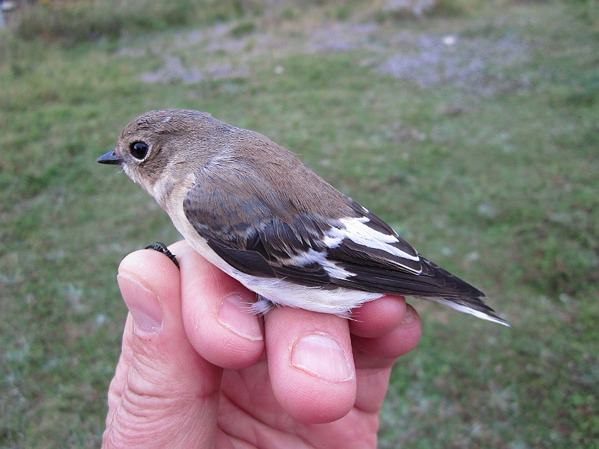 Collared Flycatcher, Sundre 20120829